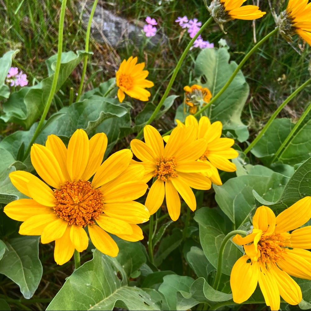 Meet your Posher, Dinorah